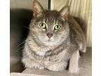 Maureen O Hara, Domestic Shorthair For Adoption In Voorhees, New Jersey