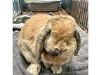 Drizzy, Lop-eared For Adoption In Montclair, California