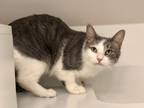 Pavlova, Domestic Shorthair For Adoption In Downers Grove, Illinois