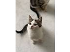 Cameron's Cuties #5, Domestic Shorthair For Adoption In Sprakers, New York