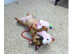 Lily, American Pit Bull Terrier For Adoption In Philadelphia, Pennsylvania