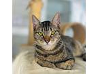 Tammy, Domestic Shorthair For Adoption In Rowland Heights, California