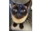 Adopt LAPIS a Siamese, Domestic Short Hair