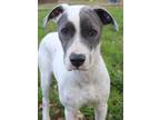 Adopt Tilly a Mixed Breed