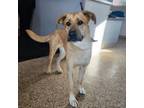 Adopt Sophie a Mixed Breed