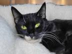 Adopt Alex a Domestic Short Hair