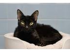 Adopt Mable a Domestic Short Hair