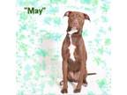 Adopt May a Terrier