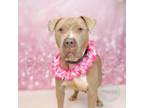Adopt Dulce a Pit Bull Terrier