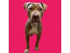 Adopt Dulce a Pit Bull Terrier