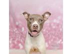 Adopt Patty a Terrier, Pit Bull Terrier