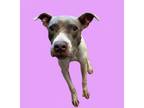 Adopt Patty a Terrier, Pit Bull Terrier