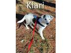 Adopt Kiari a Great Pyrenees