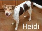 Adopt Heidi a Australian Cattle Dog / Blue Heeler, Australian Shepherd