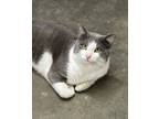 Adopt Adoptable Adult Cats a Domestic Short Hair
