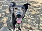 Adopt NIGHTLIGHT a Labrador Retriever