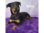 Adopt Bella a Rottweiler