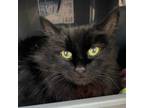 Adopt WillaBelle a Domestic Long Hair