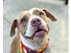 Adopt BEAN a Pit Bull Terrier