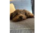 Adopt Kera a Poodle, Yorkshire Terrier