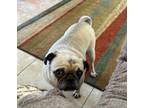 Adopt GiGi a Pug