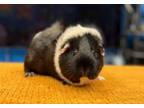 Adopt Violet aka Raava a Guinea Pig