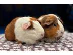 Adopt Chelsee bonded with Lassie a Guinea Pig