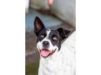 Adopt Maven a Border Collie, Australian Shepherd