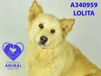 Adopt LOLITA a German Shepherd Dog, Golden Retriever
