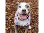 Adopt Paisley a American Staffordshire Terrier