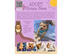 Adopt Honey Bear a Pit Bull Terrier, Staffordshire Bull Terrier