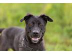 Adopt Leila a Labrador Retriever, Shepherd