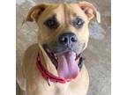 Adopt Josie a Mixed Breed