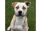 Adopt GUAVA a Siberian Husky, Pit Bull Terrier