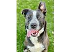 Adopt Ashley a McNab, Border Collie