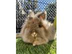 Adopt HAZELNUT a Bunny Rabbit