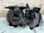 Adopt Luna & Fabio a Lionhead