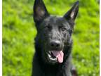 Adopt ONYX a German Shepherd Dog