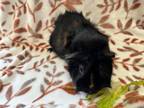 Adopt STORMY a Guinea Pig