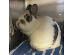 Adopt JUDY a Bunny Rabbit