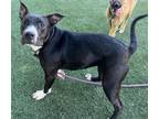 Adopt LANA DEL REY a American Staffordshire Terrier