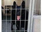 Adopt RAVEN a German Shepherd Dog