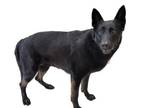 Adopt RAVEN a German Shepherd Dog