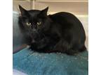 Adopt Batty a Domestic Medium Hair