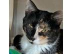 Adopt Tobie a Domestic Short Hair