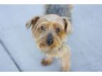 Adopt Athena a Yorkshire Terrier