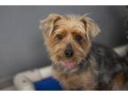 Adopt Bayou a Yorkshire Terrier