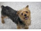 Adopt Puka a Yorkshire Terrier