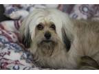 Adopt Mandy a Pekingese, Poodle