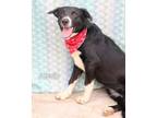 Adopt Jessie a Labrador Retriever, Border Collie